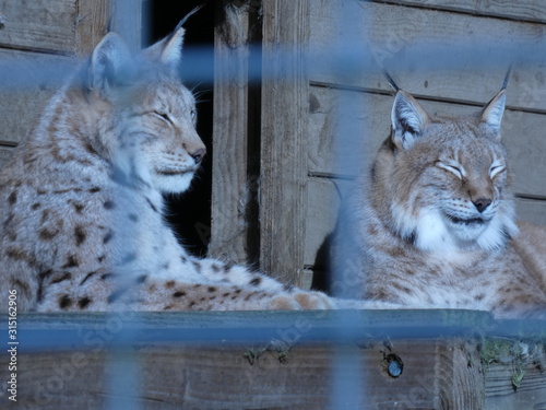 lynx