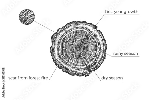 Tree age growth conditions diagram