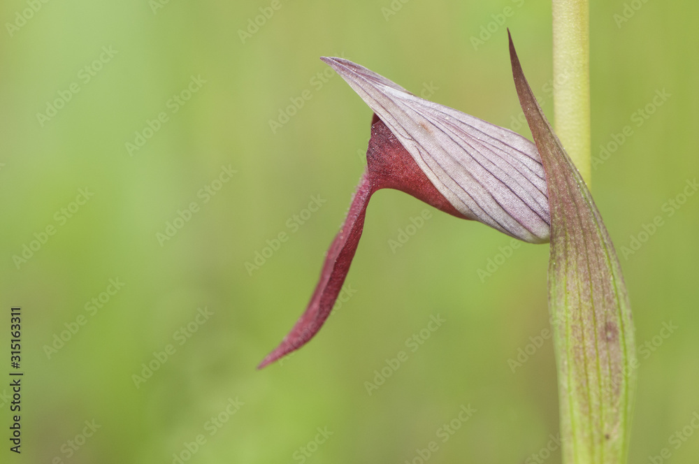 Serapias strictiflora small wild red-looking tongue orchid Serapias strictiflora small wild red-looking tongue orchid