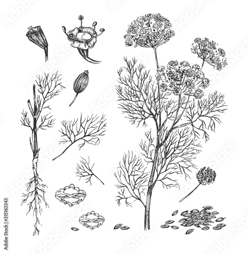 Dill plant for cosmetic and medicine