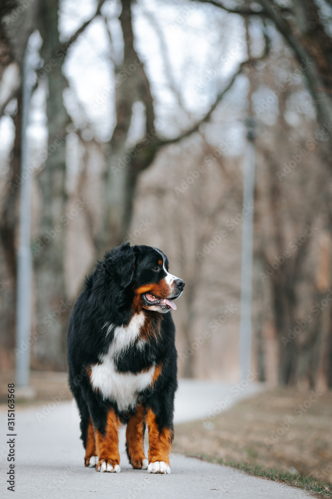Bernese mountain dog standing in the colorful autumn park. Bernese mountain dog standing in the colorful autumn park.