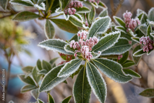 Strauch mit Frost an Blüte im Winter