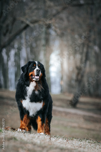 Bernese mountain dog standing in the colorful autumn park.