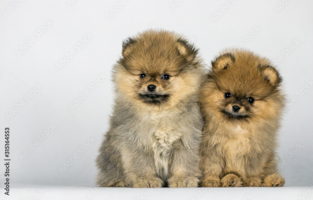 Two pomeranian babies posing in white studio background. Two pomeranian babies posing in white studio background.
