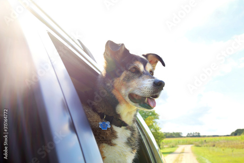 Vászonkép Beautiful Happy German Shepherd Mix Breed Dog Sticking His Head out Car Window