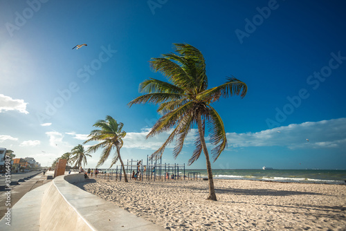 Palms on Progreso Beach photo