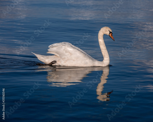 white swan portrait in the high seas