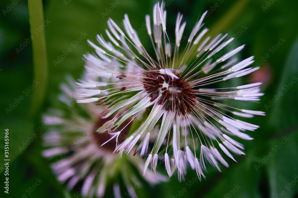Close-up dandelion with fluffy seeds on a blurred background.