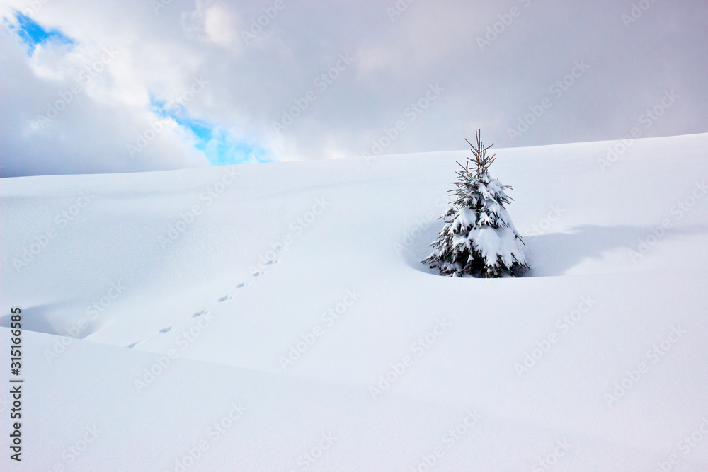 Splendid scenery in winter with a lonely pine tree. Snow-cowered pine trees under warm sunlight. Fantastic mountain highland. Amazing winter background. Wonderful Christmas Scene Splendid scenery in winter with a lonely pine tree. Snow-cowered pine trees under warm sunlight. Fantastic mountain highland. Amazing winter background. Wonderful Christmas Scene