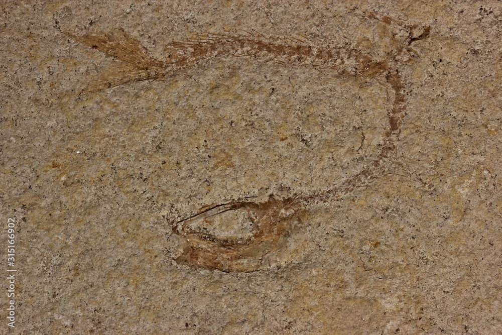150 Millionen Jahre alter versteinerter Knochenfisch (Tharsis dubius) 150 Millionen Jahre alter versteinerter Knochenfisch (Tharsis dubius)