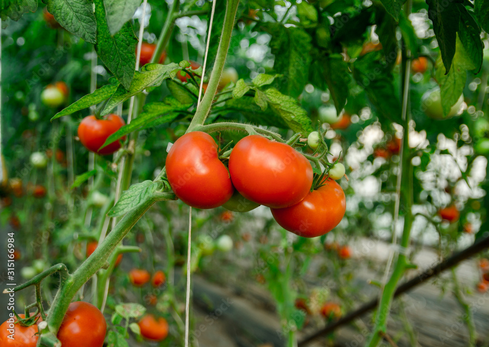 Closeup of fresh organic ripe tomatoes Closeup of fresh organic ripe tomatoes