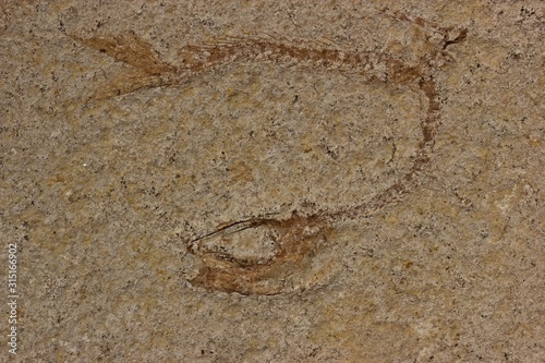 150 Millionen Jahre alter versteinerter Knochenfisch (Tharsis dubius) © Schmutzler-Schaub