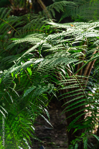 Green fern leaves  illuminated by sunlight  inside a greenhouse in the Royal Botanic Garden of Madrid  Spain  Europe. In vertical