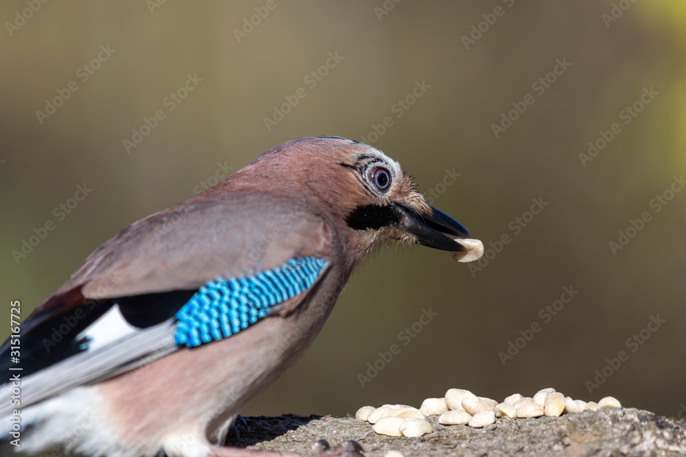 Naklejka premium Eichelhäher Portrait