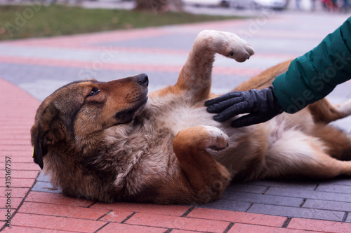 A female hand in a glove strokes a large stray dog, which lies on the paving stones. Sad dark brown dog, a reckless animal. Vinnitsya photo