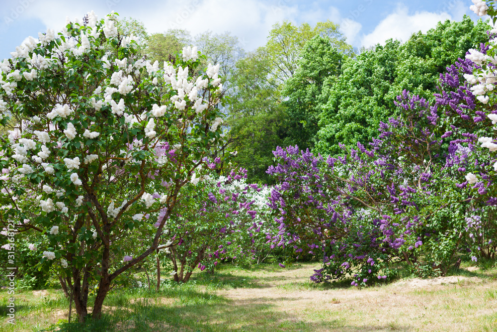 Obraz premium Spring bright horizontal background with beautiful blooming garden of white and violet lilac shrubs with fresh green leaves and branches