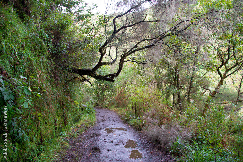Hiking path on the Levada do Caldeirao Verde near Santana on the island of Madeira in Portugal. Hiking path on the Levada do Caldeirao Verde near Santana on the island of Madeira in Portugal.