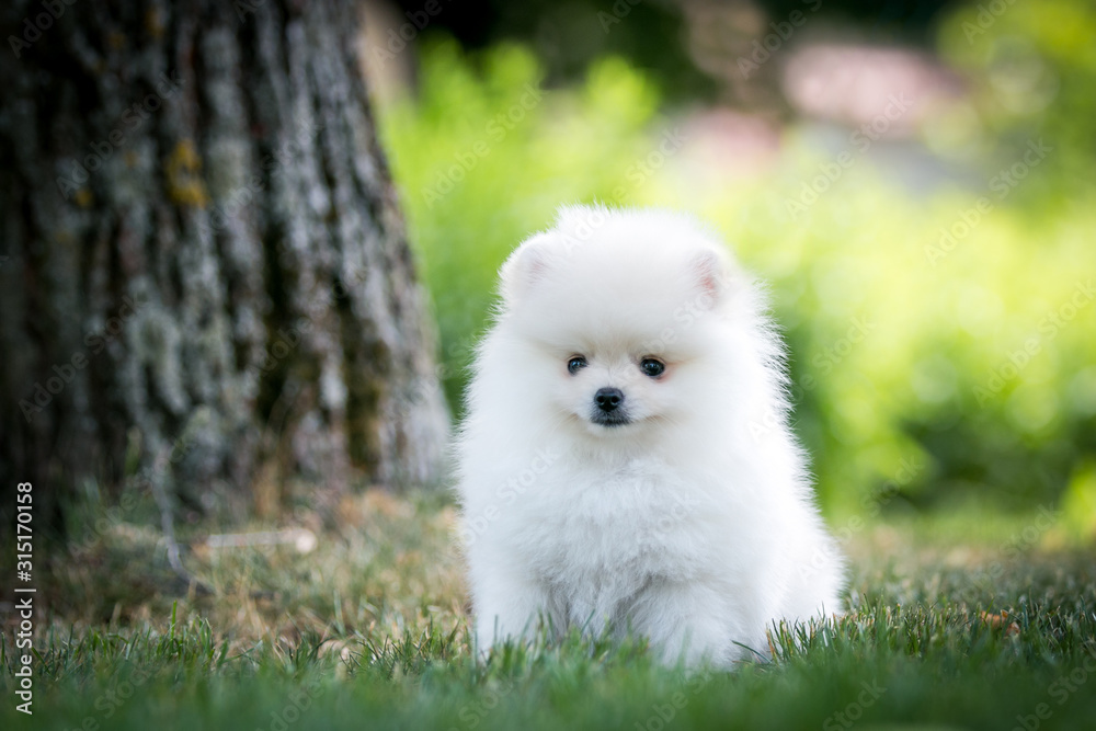 White pomeranian baby posing outside in beautiful green background. White pomeranian baby posing outside in beautiful green background.