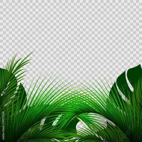 Exotic plants isolated on transparent background. Palm leaves. Green leaf of palm tree.