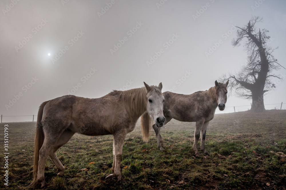 Deux chevaux immobiles dans la brume Deux chevaux immobiles dans la brume