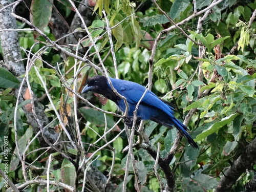 Gralha azul photo