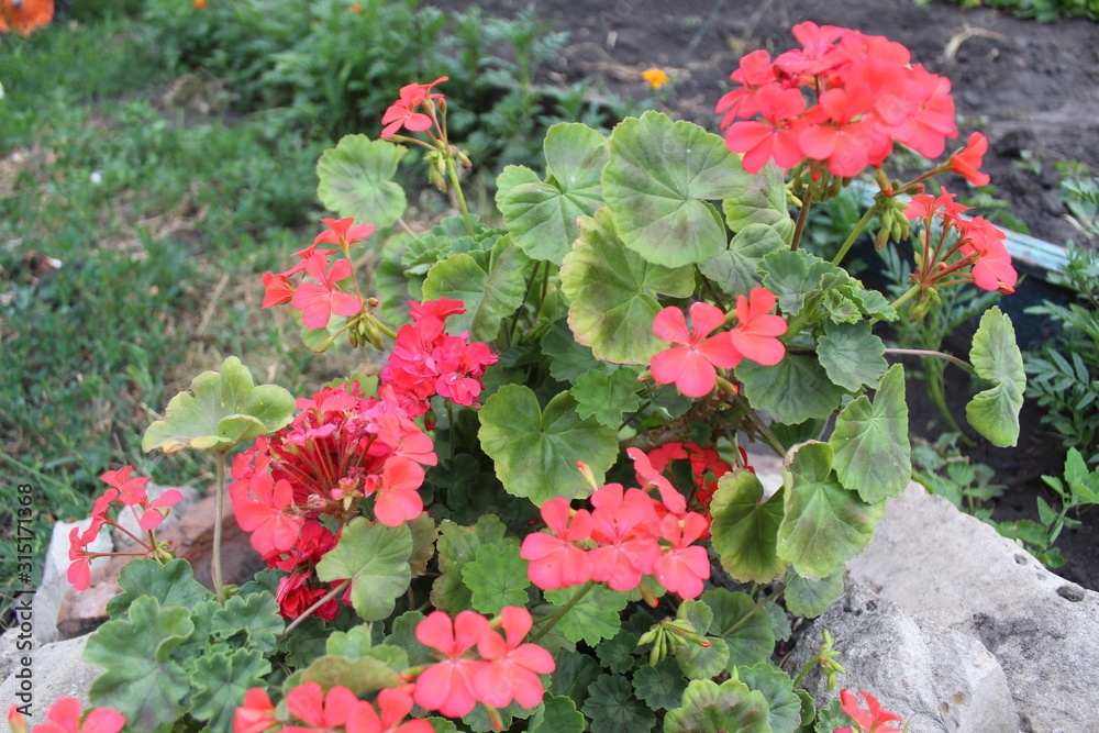 Geranium Geranium