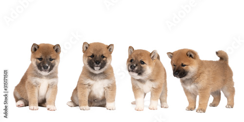 Four cute Shiba Inu puppies from one litter isolated on a white background