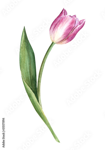 Handpainted watercolor flowers  tulips in vintage style. It s perfect for greeting cards  wedding invitation  birthday and mothers day cards. Watercolor botanical illustration isolated. 