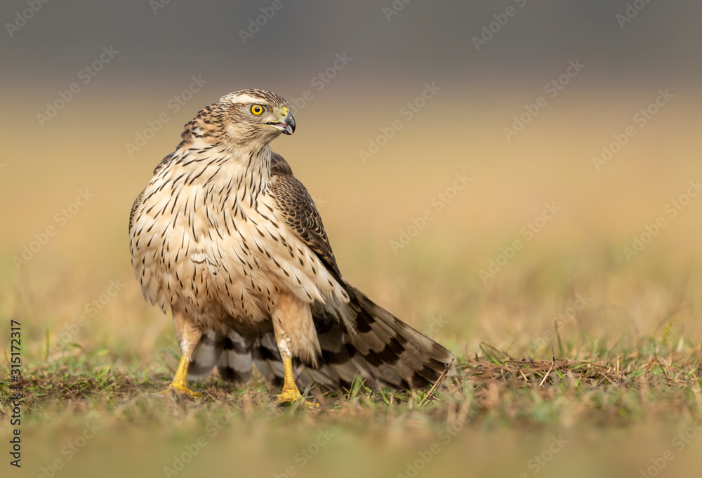 Northern goshwak (Accipiter gentilis) close up Northern goshwak (Accipiter gentilis) close up