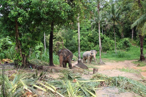Thailand Koh Samui Elephants