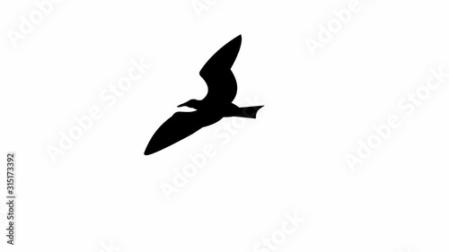 Seagull flying (seamless loop animation)
