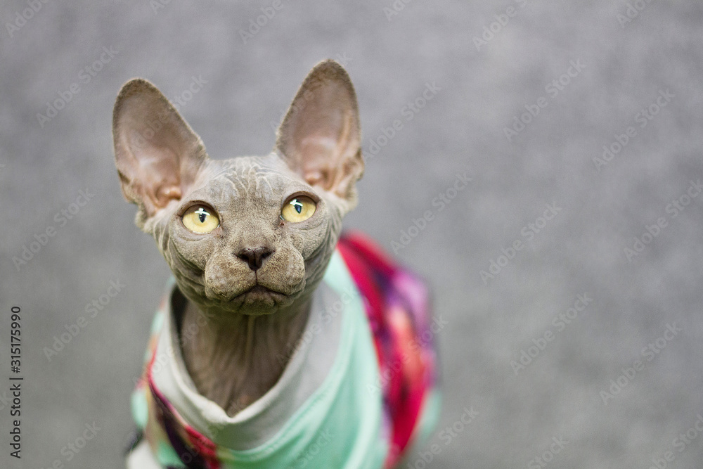Sphynx cat portrait with clothes in the studio. Sphynx cat portrait with clothes in the studio.