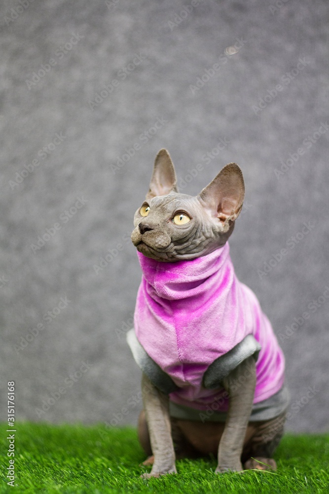 Sphynx cat portrait with clothes in the studio.