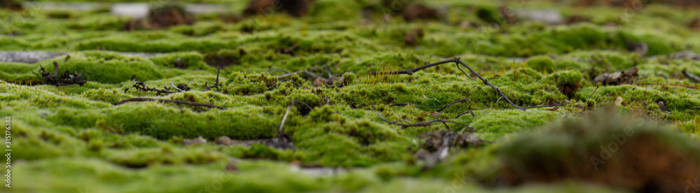 Moss with blurred green background