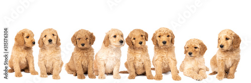Fototapeta A litter of cute labradoodle puppies sitting looking at the camera isolated on a