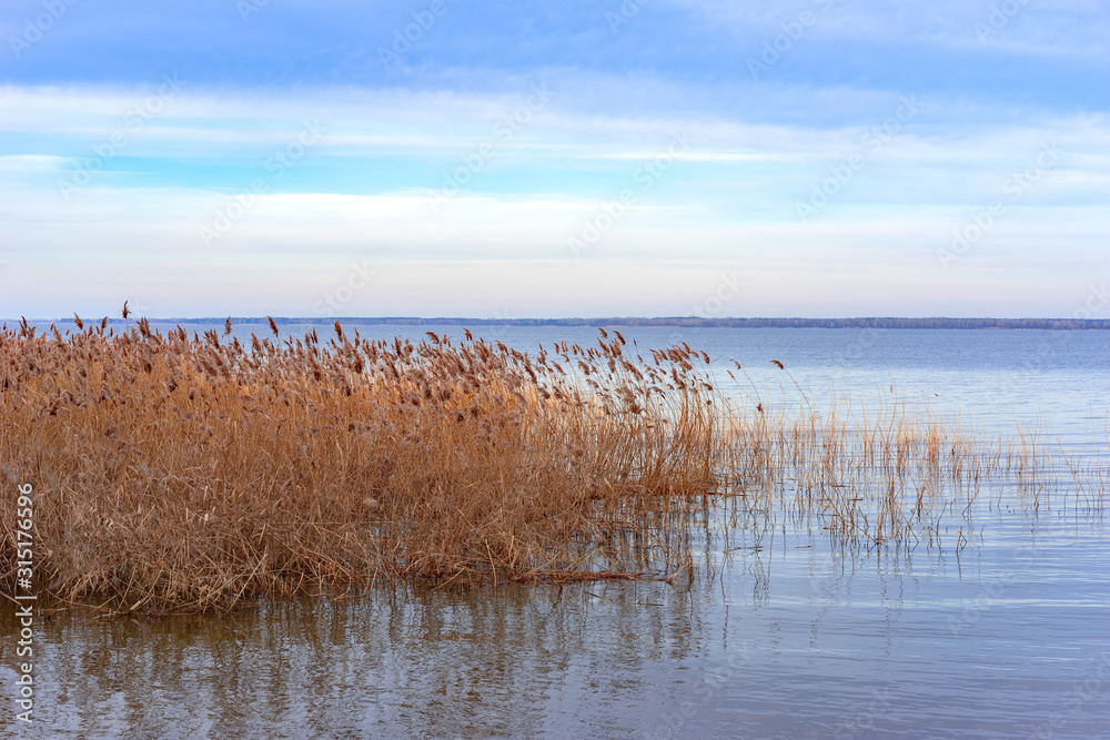 Reeds in water and blue sky Reeds in water and blue sky