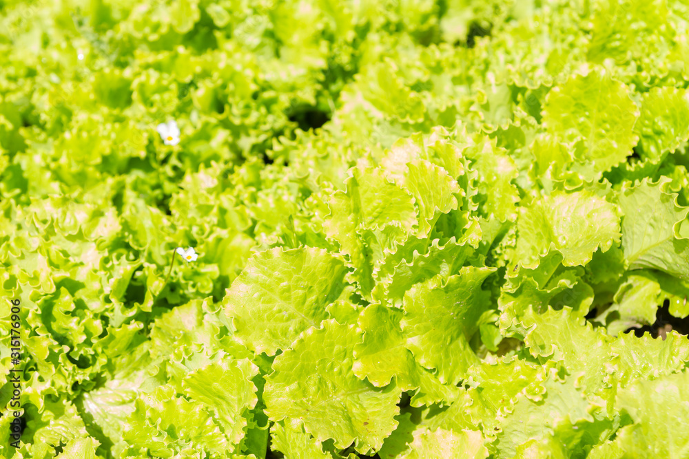 Lettuce leaves grow on beds in the garden in the summer Lettuce leaves grow on beds in the garden in the summer