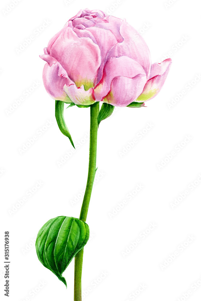 pink peony, isolated white background, watercolor illustration, hand drawing, botanical painting, spring flower pink peony, isolated white background, watercolor illustration, hand drawing, botanical painting, spring flower