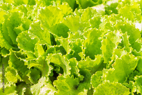 Lettuce leaves grow on beds in the garden in the summer