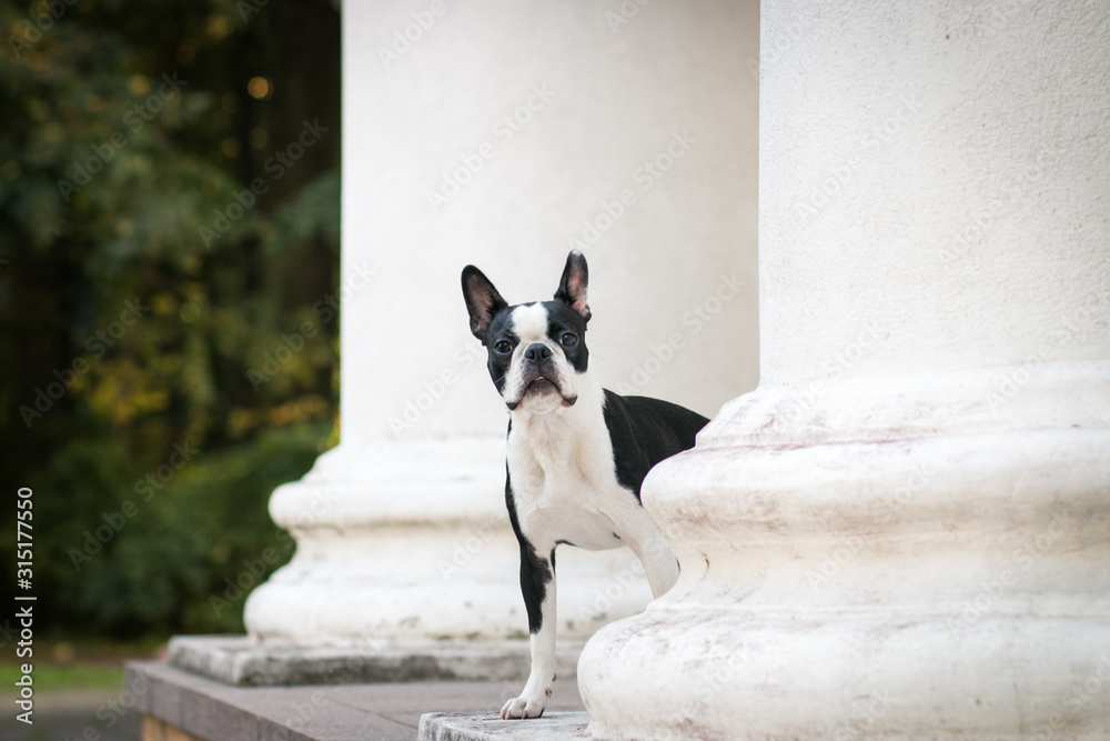 Boston terrier dog posing in city center park. Young boston terrier Boston terrier dog posing in city center park. Young boston terrier