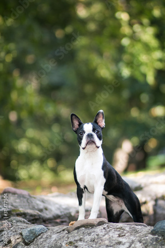 Boston terrier posing in the park. Dog in green grass. © Evelina