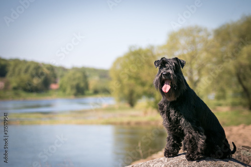 Fotografie Standart schnauzer posing outside. Purebred dog posing.