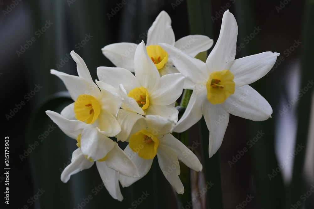 Naklejka premium narciso