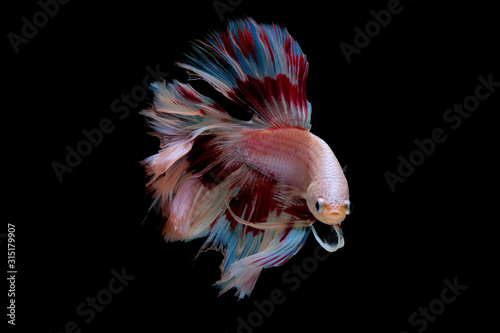 Colorful with main color of light pink, blue and red betta fish, Siamese fighting fish was isolated on black background and it turn head and bend fin.