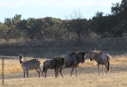 Fototapeta Naklejka Na Ścianę i Meble -  Zebra and Blue Wildebeest in field
