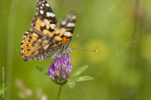 Wallpaper Mural An orange butterfly on wildflower on soft green blurred background. Torontodigital.ca