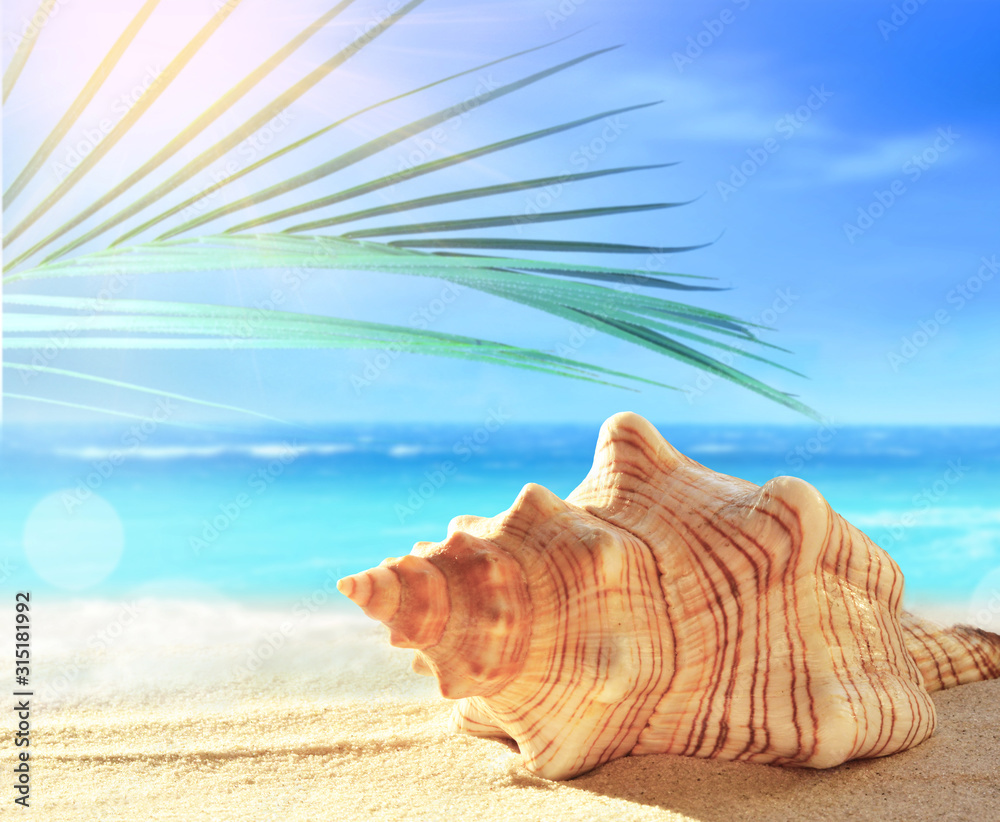 Summer beach with seashell in white sand and tropical palm leaf. Summer beach with seashell in white sand and tropical palm leaf.