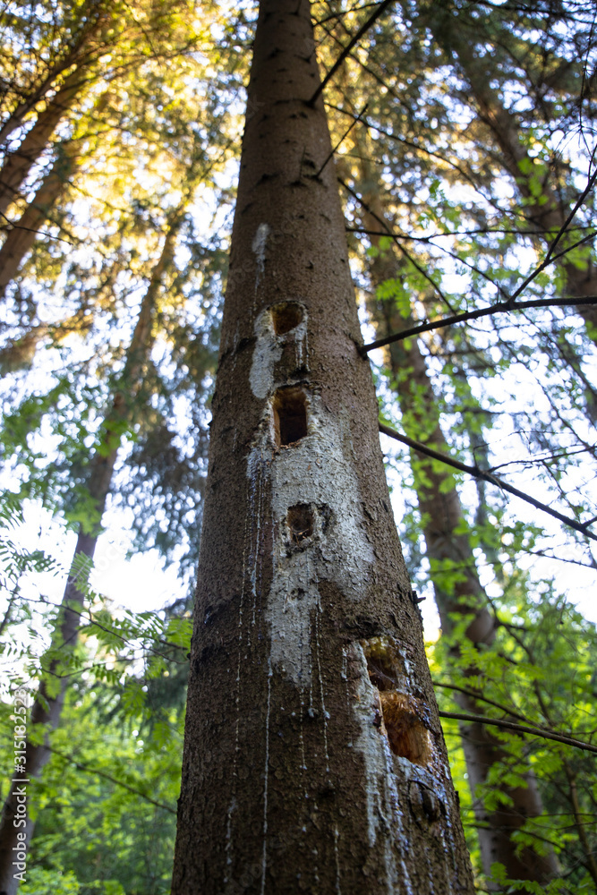 Mysterious forest, trees in hot summer