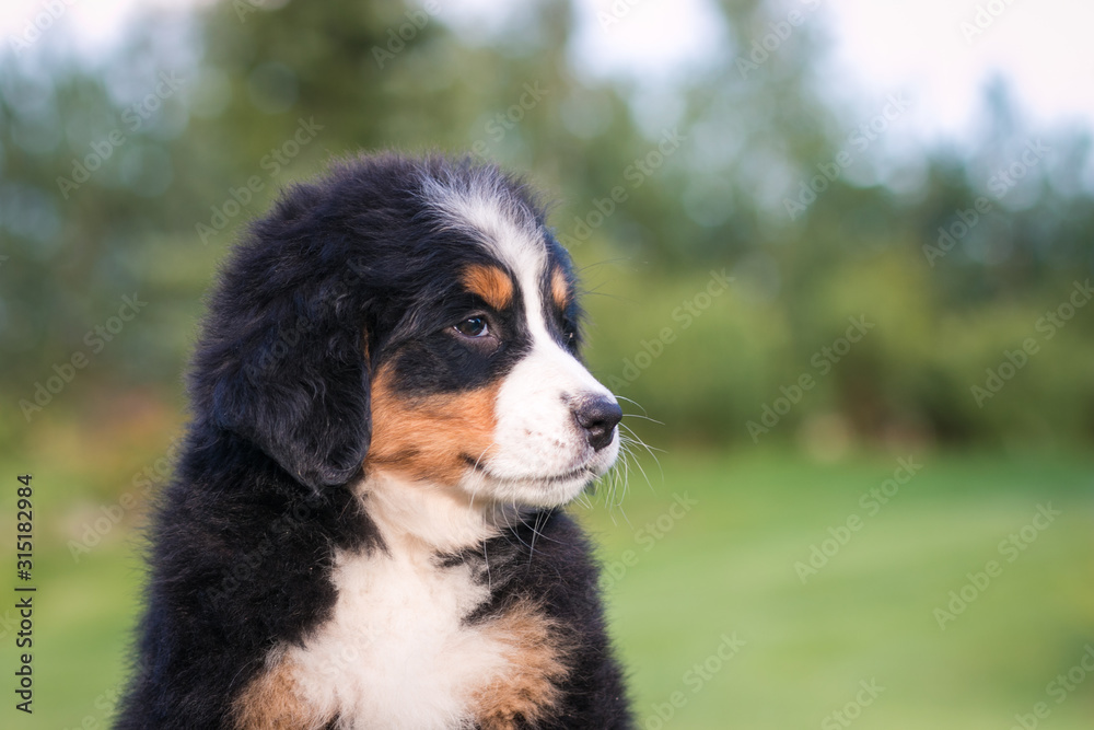 Bernese mountain dog puppy outside. So cute and small bernese puppy. Bernese mountain dog puppy outside. So cute and small bernese puppy.