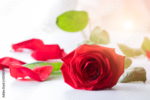 Beautiful background for Valentines day with red rose and petals.
